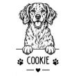 Bretonsk spaniel